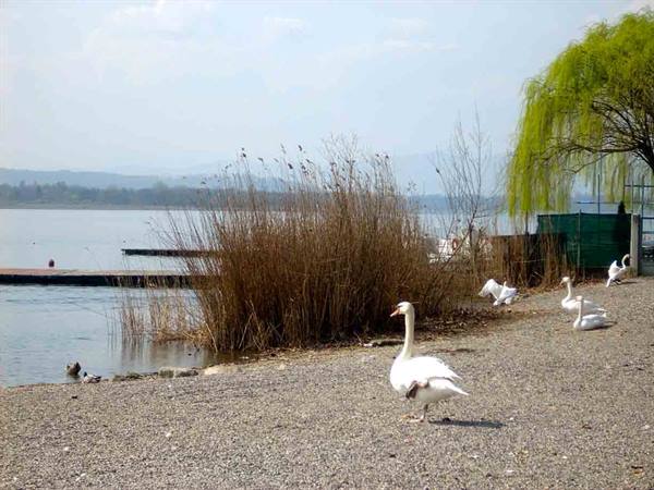 Il Lago di Varese