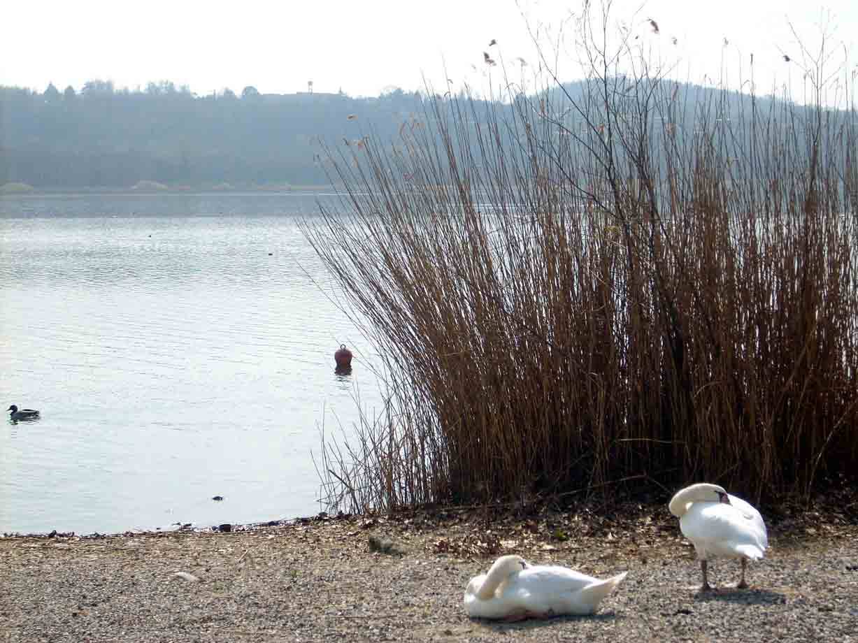 Il Lago di Varese