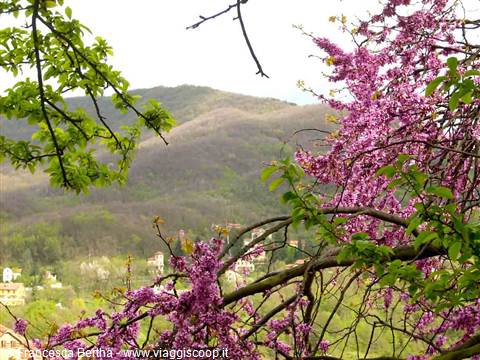 Il paesaggio primaverile di Savignone