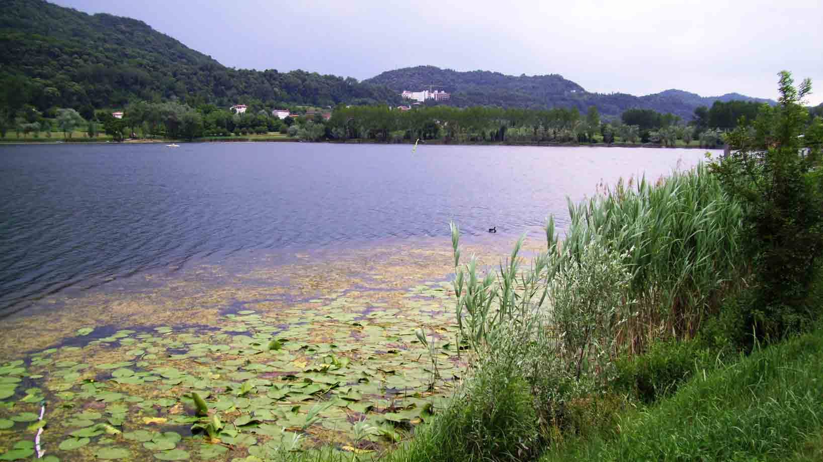 Lago con ninfee e canneto verde, colline boscose sullo sfondo