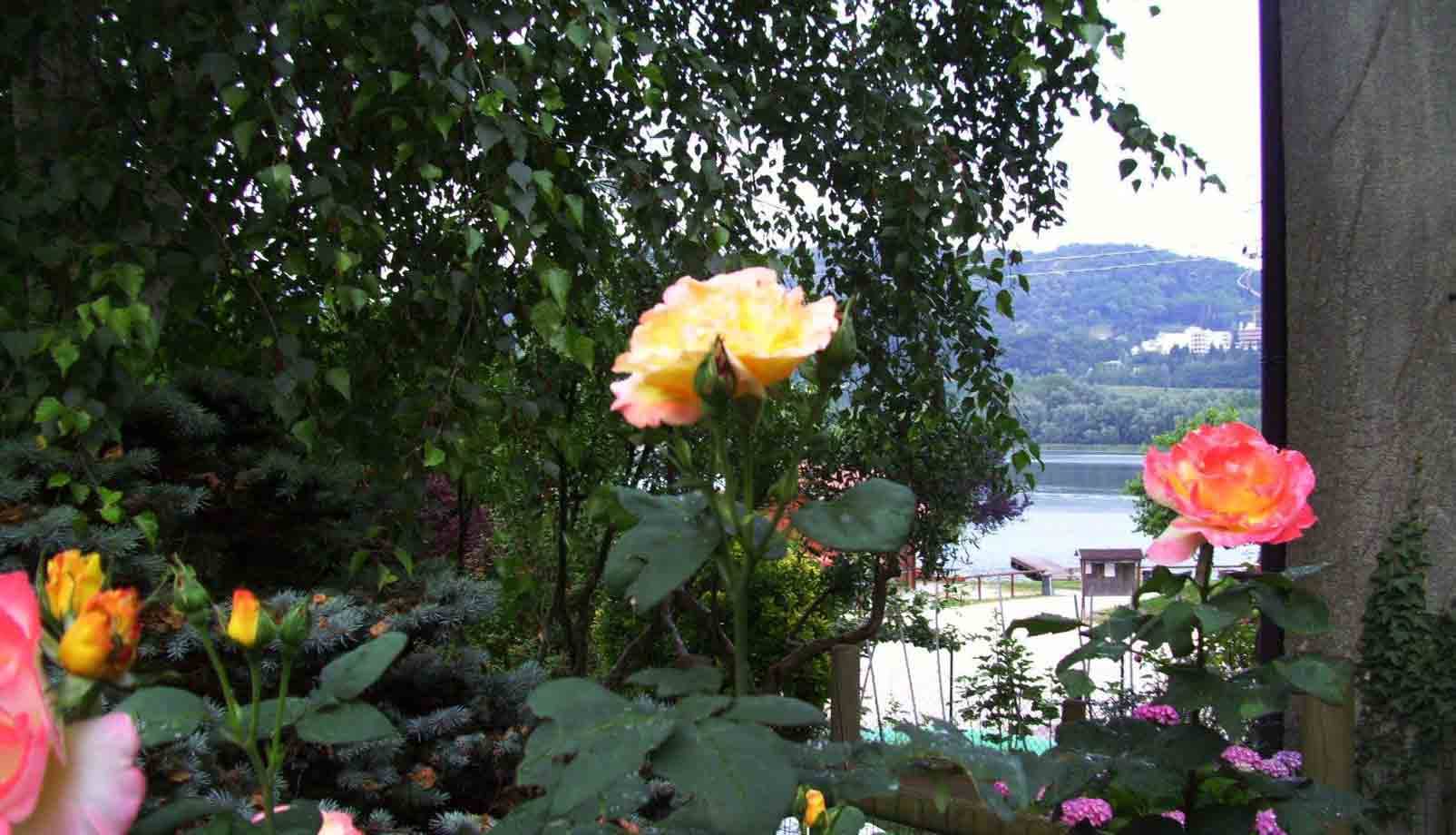 Rosa gialla e rosa in fiore davanti a un lago con colline