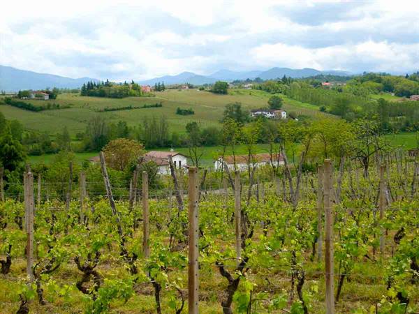 Vista sui vigneti