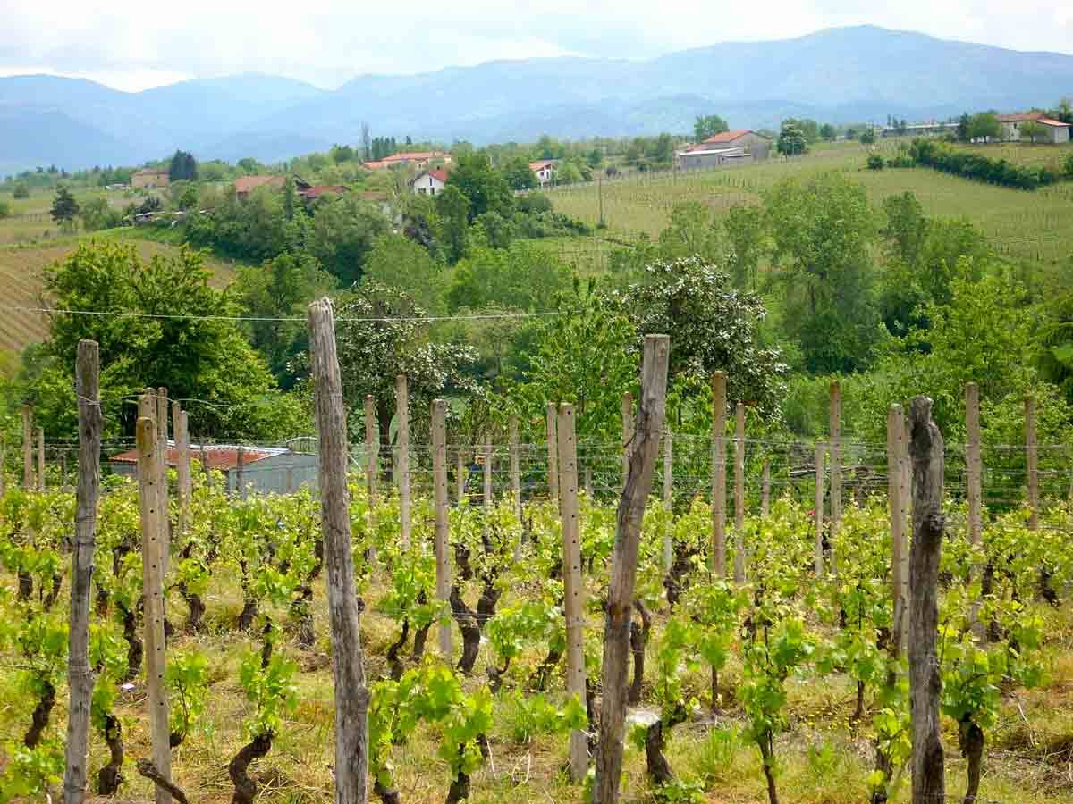Vigneti e colline a Carpeneto