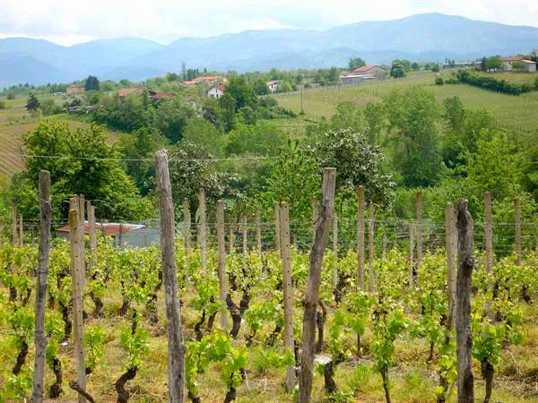 Vigneti e colline nel Monferrato