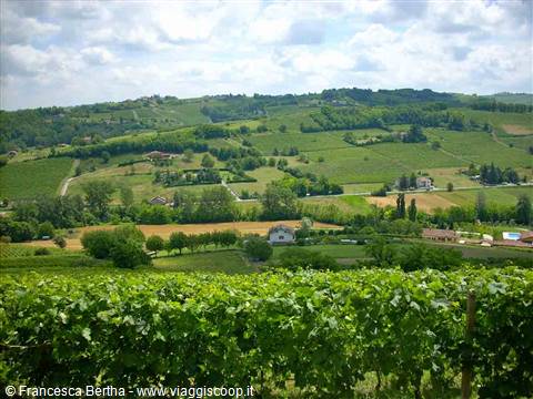 Vigneti a Nizza Monferrato