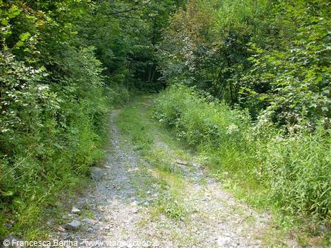 La strada boschiva che porta ai resti del Castello
