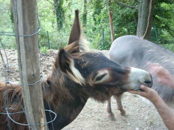 Un asinello alla Fattoria