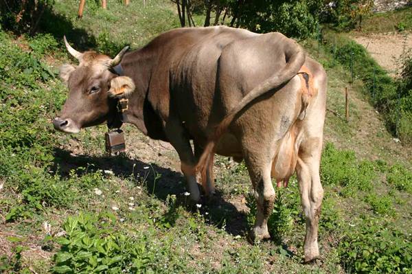 e una mucca...