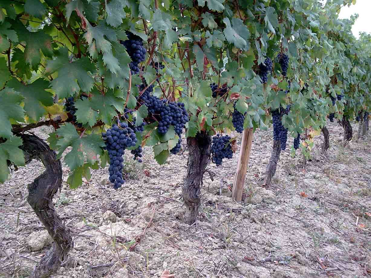 Si vendemmia
