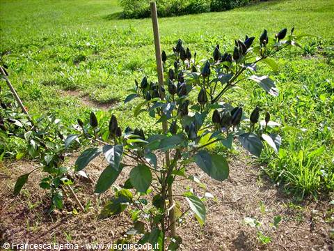 Cascina Molino Torrine: Numerose varietà di peperoncini