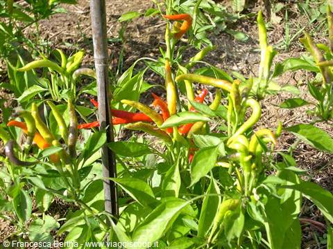 Cascina Molino Torrine: Numerose varietà di peperoncini
