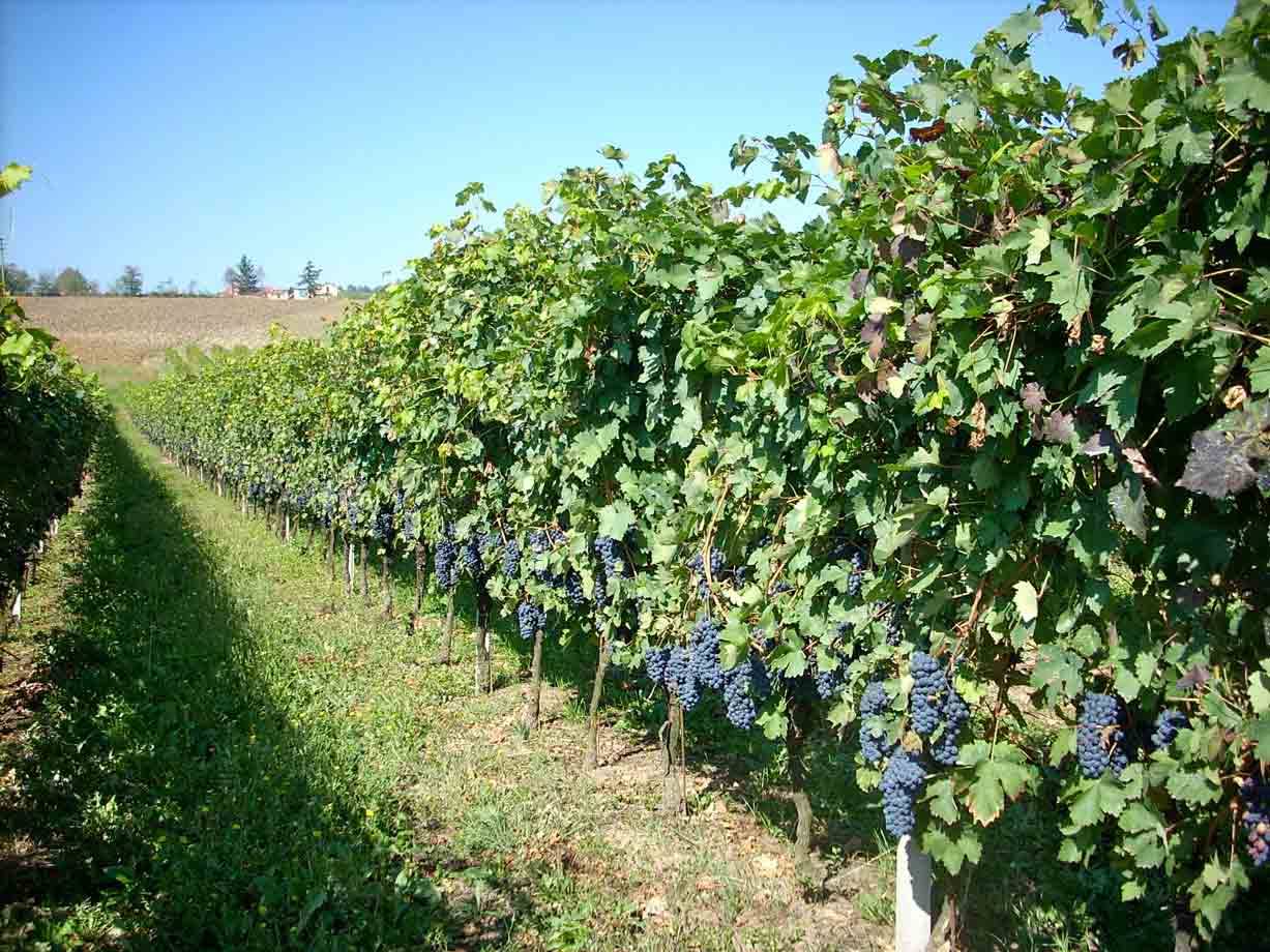 Tra i filari dell'Azienda Agricola Bottazza