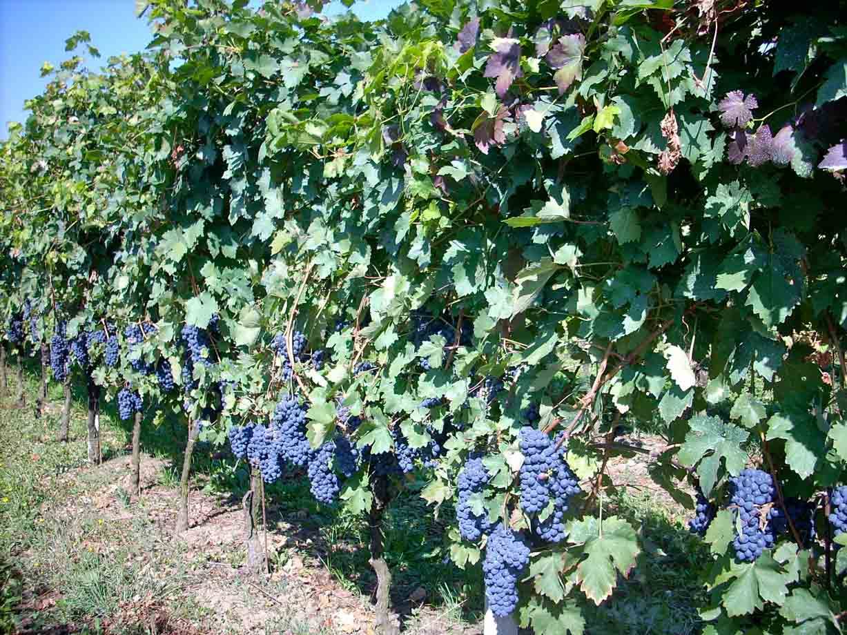 Grappoli d'uva nelle vigne dell'Azienda Agricola Bottazza