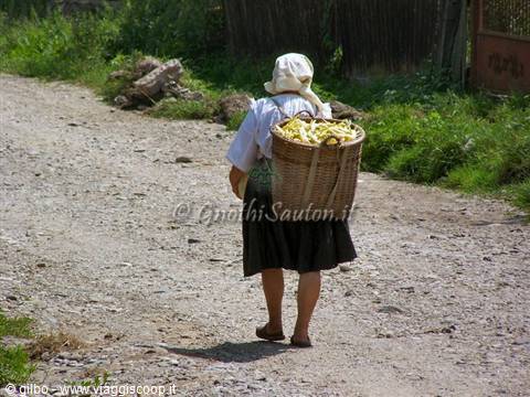 Budesti, ritorno dai campi
