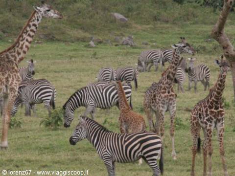 zebre e giraffe