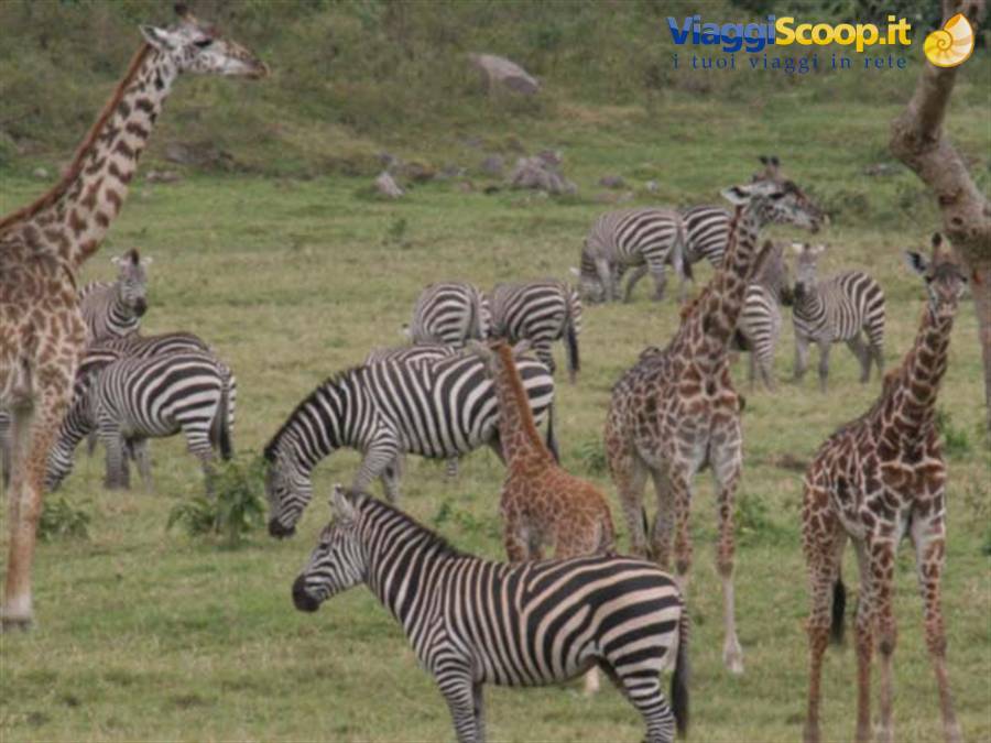zebre e giraffe