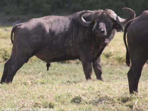 bufalo