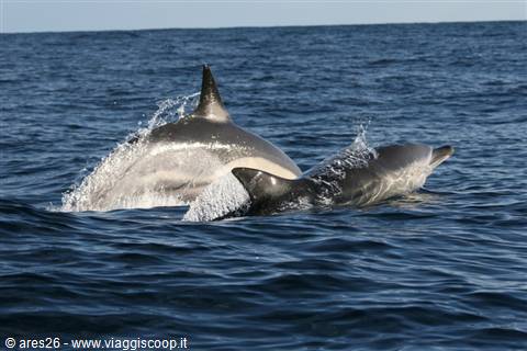 Delfini e tartarughe alle Eolie