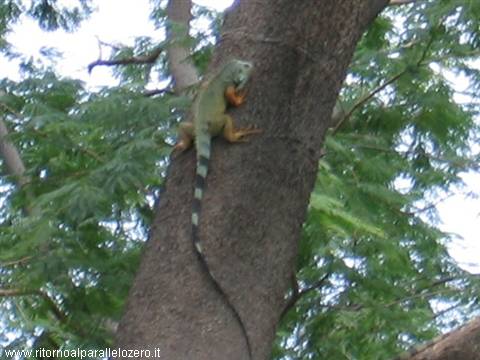 Iguana