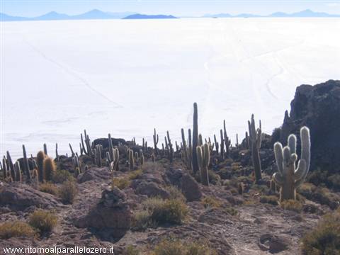 Sale e cactus