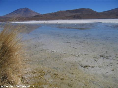 Aguzza la vista: flamingo in lontananza