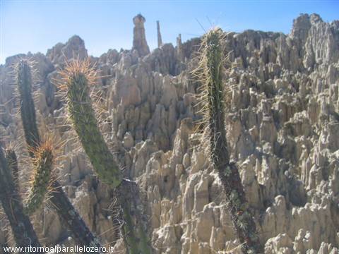 Cactus nella luna