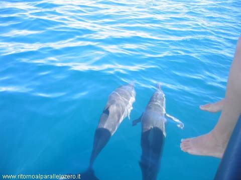 Delfini