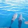 Delfini POLINESIA FRANCESE 