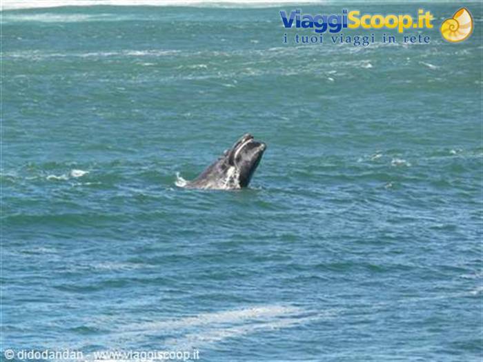 foto di didodandan