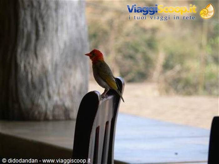 foto di didodandan