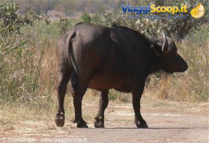 Foto di viaggio in SUD AFRICA