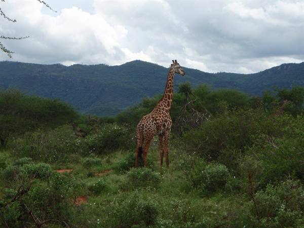 Tsavo Est