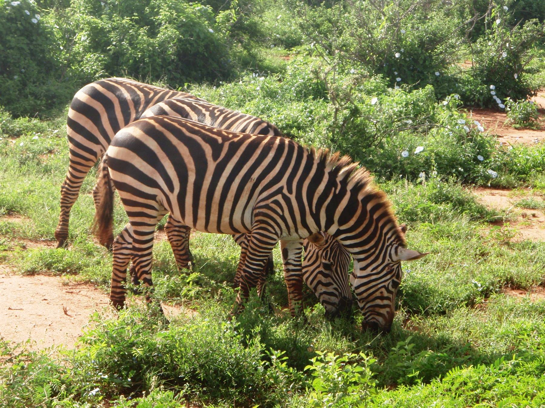 Tsavo Est