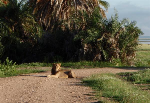Amboseli