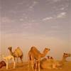 Safari Tour DESERT ADVENTURES TOURISM DUBAI EMIRATI ARABI UNITI 