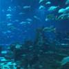 Acquario dell'Atlantis EMIRATI ARABI UNITI 