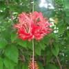 Japanese Lantern Hibiscus  ISOLE CAYMAN 