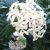 Ixora White Nora Grant ISOLE CAYMAN 