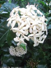 Ixora White Nora Grant