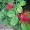 Red Powderpuff – Calliandra haematocephala ISOLE CAYMAN 