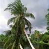 Botanic park ISOLE CAYMAN 