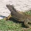 dare precendeza alle IGUANE!! ISOLE CAYMAN 