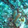  ISOLE CAYMAN 