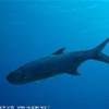 Tarpon ISOLE CAYMAN 