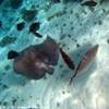 Coral Gardens ISOLE CAYMAN 
