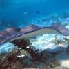 Stingray ISOLE CAYMAN 