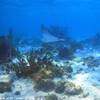  ISOLE CAYMAN 