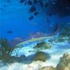 Barrier Reef ISOLE CAYMAN 