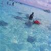 Stingray City ISOLE CAYMAN 