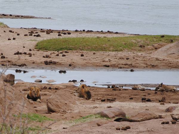 Leoni allo Tsavo